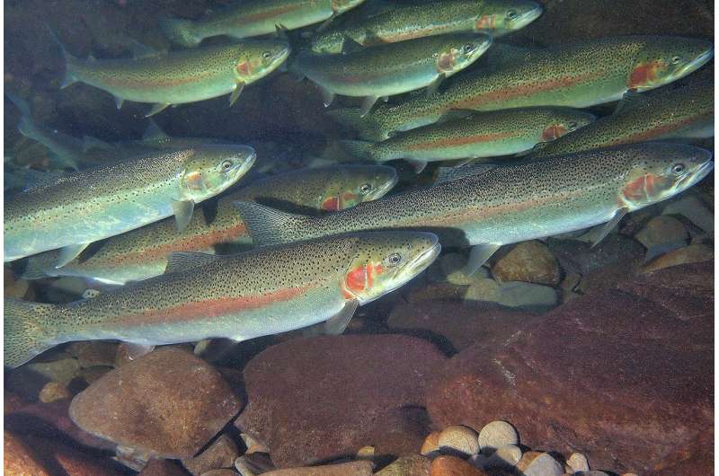 Ocean-migrating trout adapt to freshwater environment in 120 years