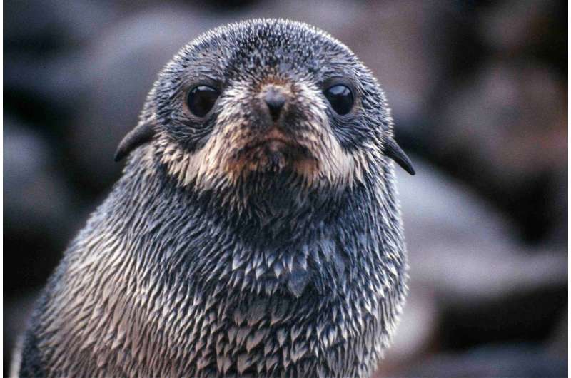 Ocean winds influence seal pup migration