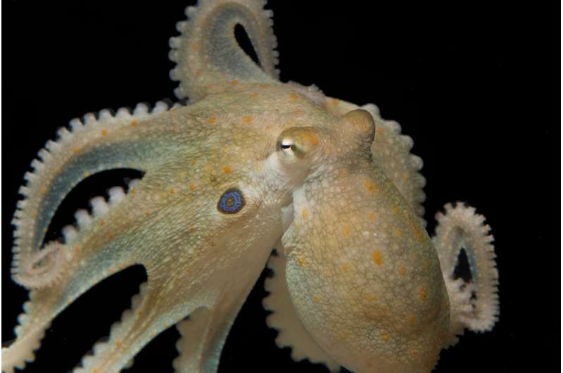 Octopuses given mood drug 'ecstasy' reveal genetic link to evolution of social behaviors in humans