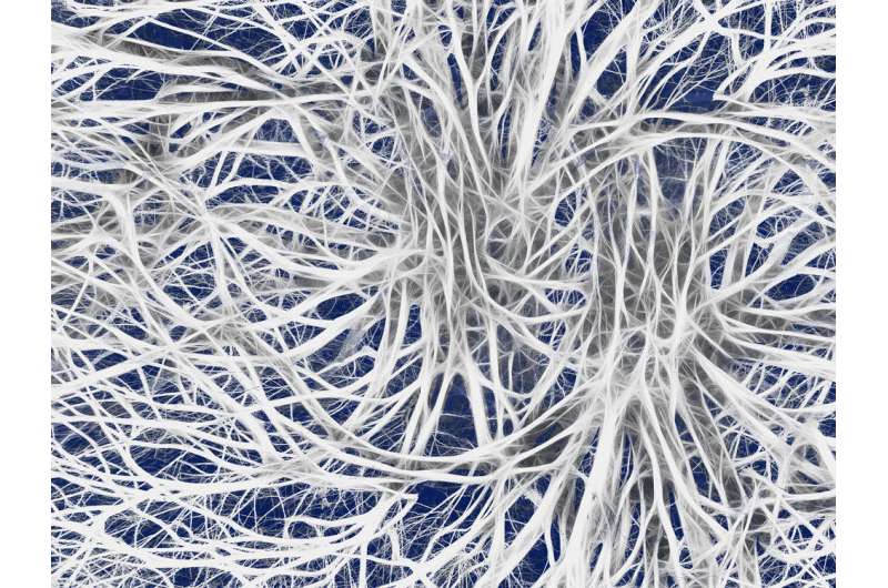 ‘Off the shelf’ living artificial tissues could repair severe nerve injuries