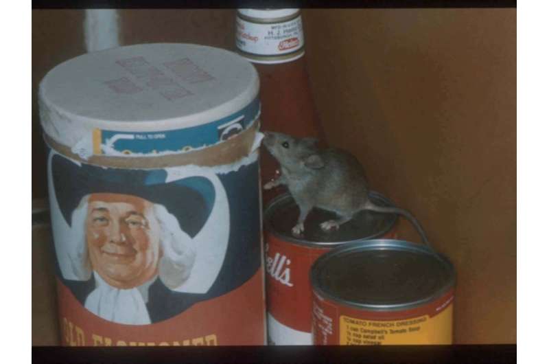 Of mice and disease: Antibiotic-resistant bacteria discovered in NYC house mice