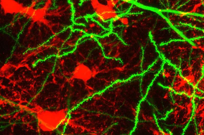 Often overlooked glial cell is key to learning and memory