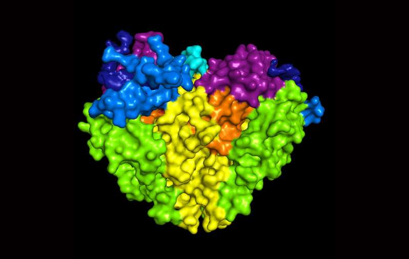 OHSU discovers molecular channel that regulates blood pressure