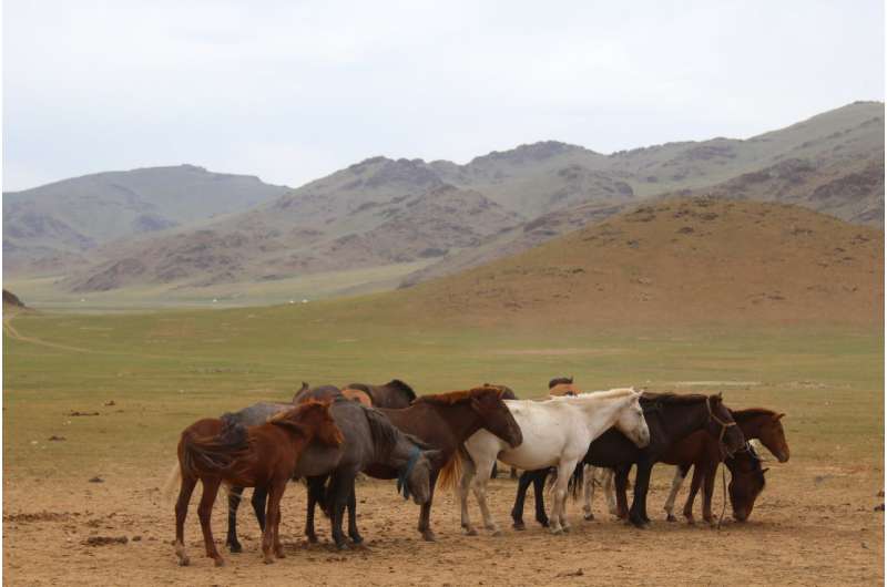Oldest evidence of horse veterinary care discovered in Mongolia