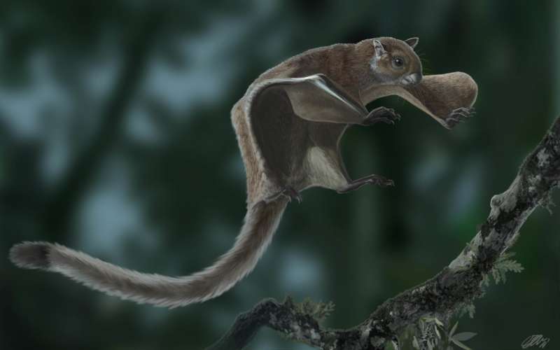 Oldest fossil of a flying squirrel sheds new light on its evolutionary tree