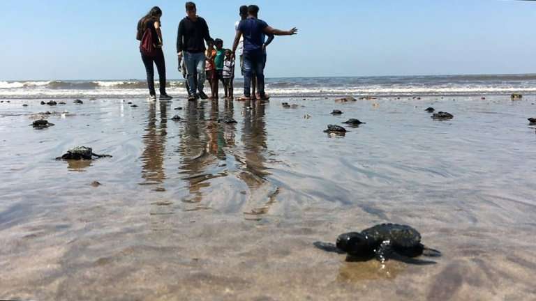 Olive ridley sea turtle hatchlings make their way to the Arabian Sea on Versova beach in Mumbai, as the species returns to India