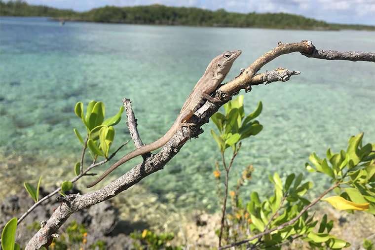 On a deserted island, risk-taking lizards survive better. With predators? Not so much