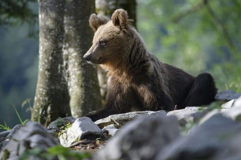 Once on the verge of extinction, Slovenia's brown bear population is booming, with the number roaming the sprawling forests havi