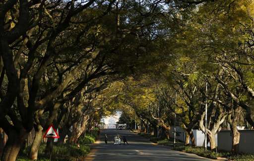 One of world's top urban forests threatened by tiny beetle