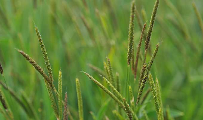 One-step test for the detection of herbicide resistance in blackgrass