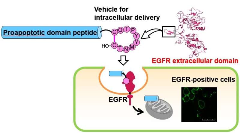 Opening up a drug delivery route -- Discovery of a new vehicle peptide