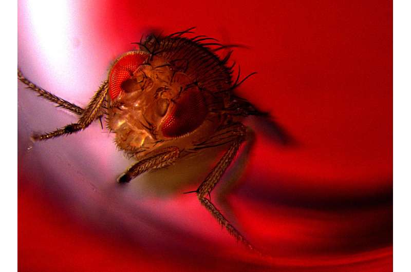 Optogenetic study shows that male flies find ejaculation pleasurable
