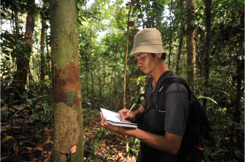 Orangutan Kalimantan survey in Sebangau National Park—Bukit Baka Bukit Raya National Park Corridor