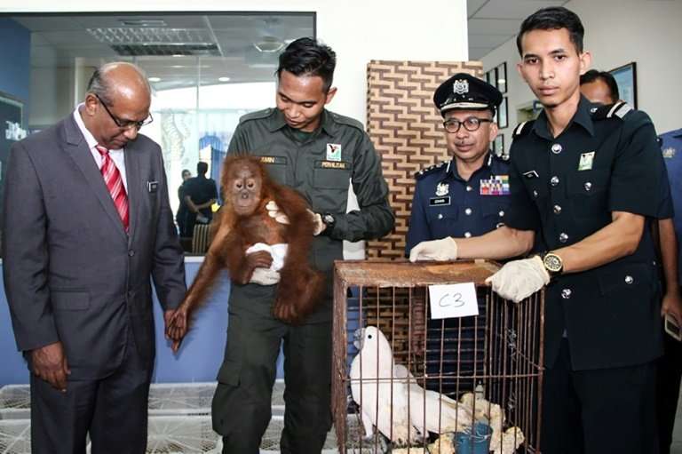 Orangutans and baby crocodiles were among 400 animals seized by customs officials from a boat off Malaysia