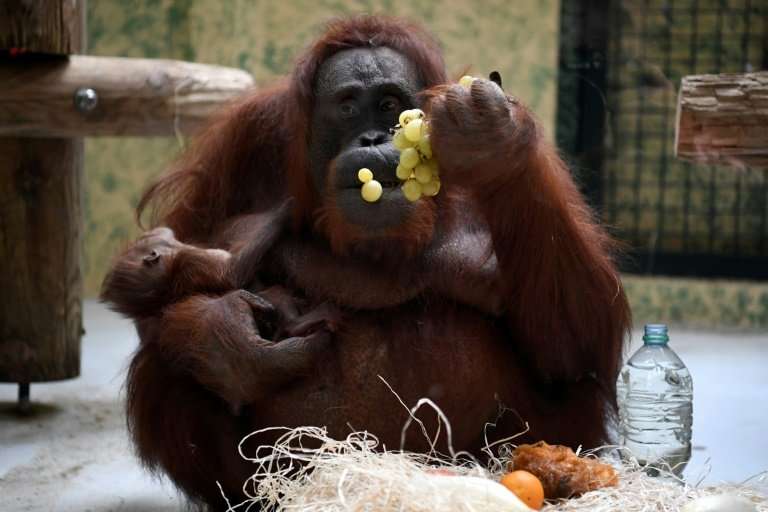 Orangutans are among the world's most endangered species, with just an estimated 50,000 left in their natural habitat in the rai