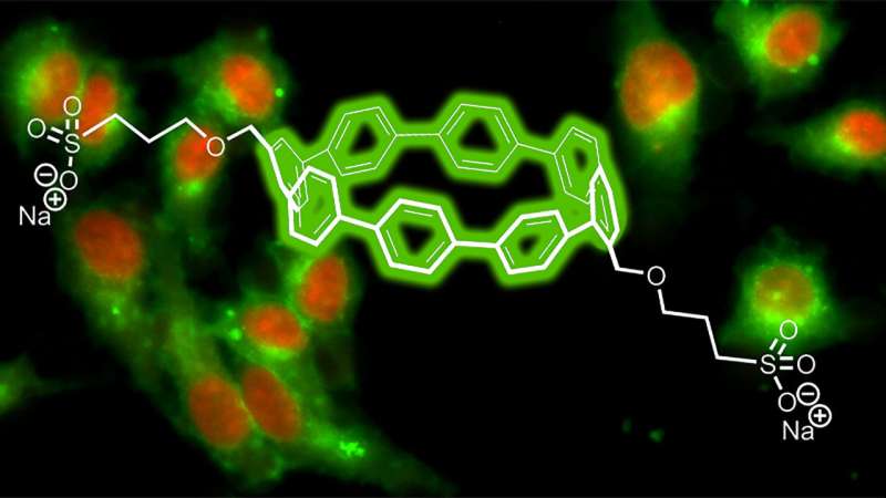 Oregon chemists create circular fluorescent dyes for biological imaging