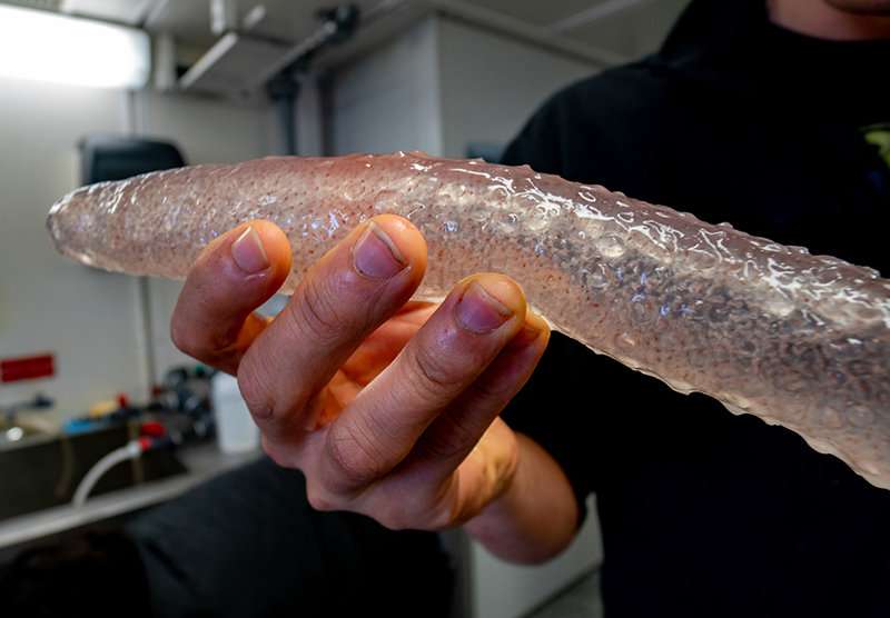 Oregon researchers say sea pickles are adapting to the Pacific Northwest