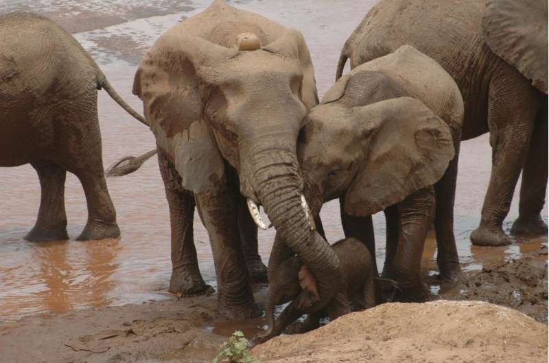 Orphaned elephants change where they live, in response to poaching and the need for food