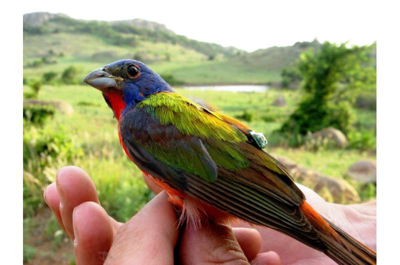OU research team identify genetic structure of Painted Bunting