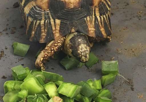 Over 10,000 endangered tortoises are rescued in Madagascar