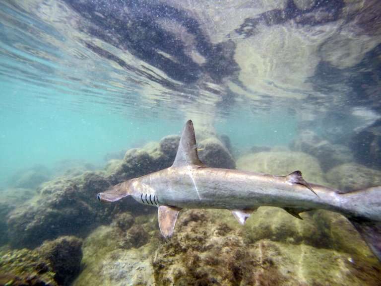 Overfishing and the illegal capture of sharks has placed them on the list of endangered species