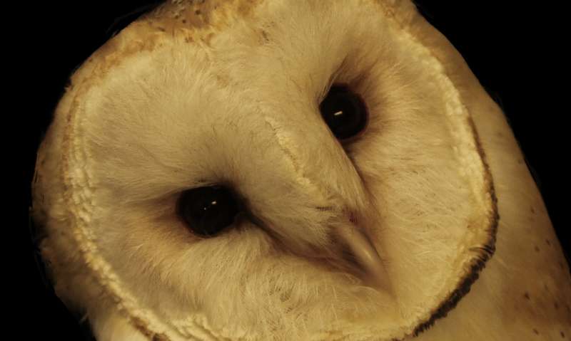 Owls help JHU scientists unlock secret of how the brain pays attention