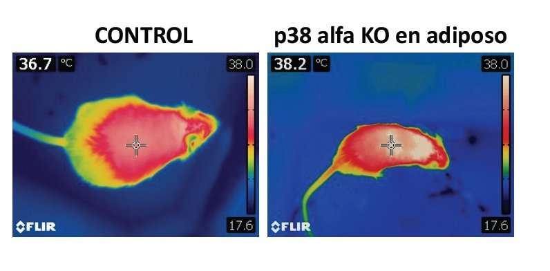 P38 alpha: The switch controlling obesity and diabetes