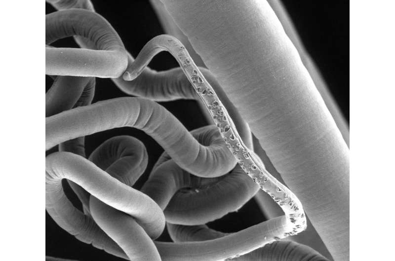 Parasitic worms need their intestinal microflora too