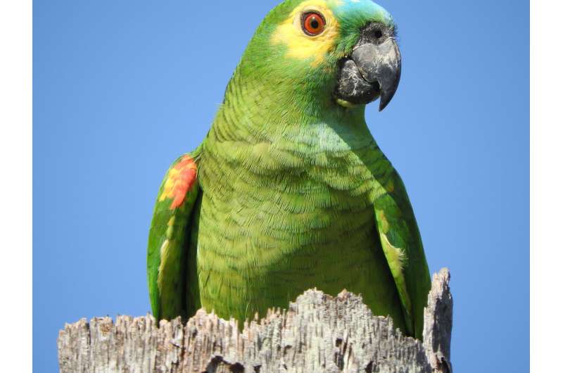 Parrot genome analysis reveals insights into longevity, cognition
