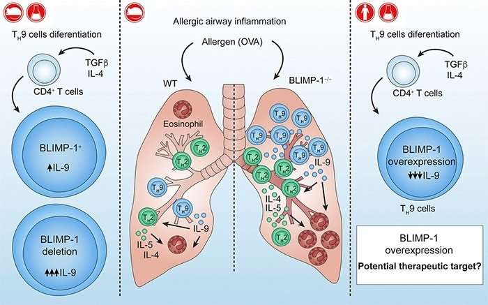 Pathway to resolve allergic asthma is discovered