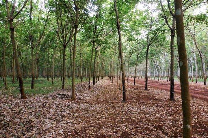 Payments to protect carbon stored in forests must increase to defend against rubber