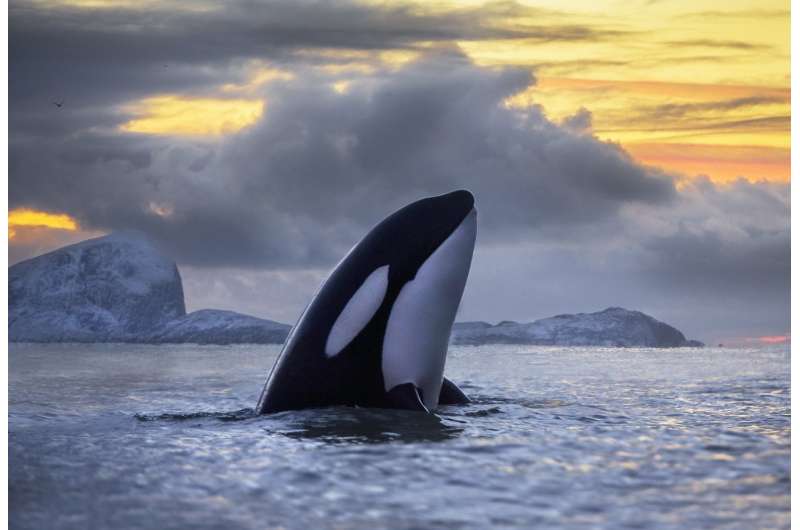 PCB pollution threatens to wipe out killer whales