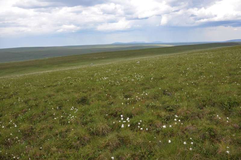 Peat expansion in the Arctic tundra could play a role in cooling a warming planet