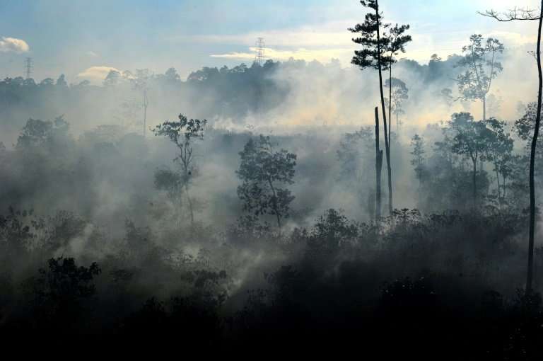 Peatlands, such as these in Indonesia, store twice as much carbon as the world's forests, even though they cover just three perc