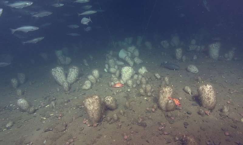 Persistence of glass sponge in face of climatic variability