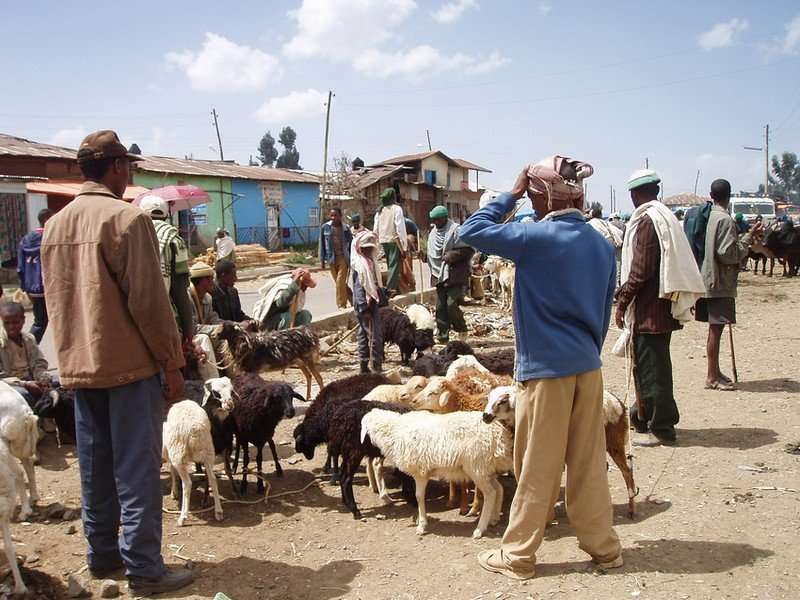 Peste des petits ruminants: a model for use in eradicating the disease
