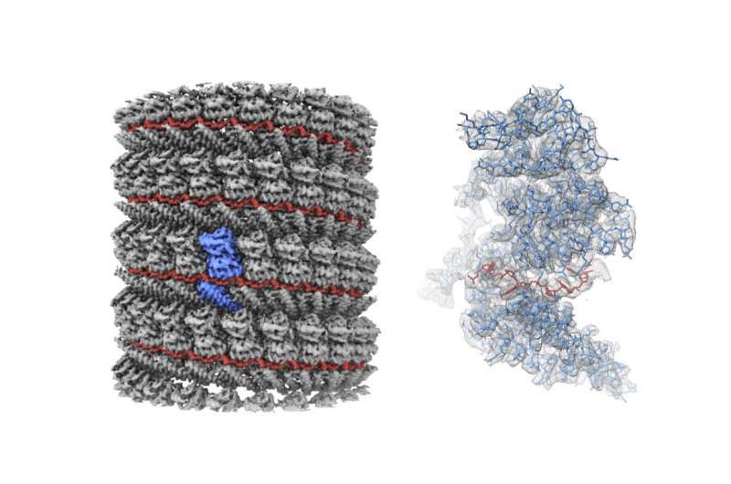 Picture perfect: Researchers gain clearest ever image of Ebola virus protein