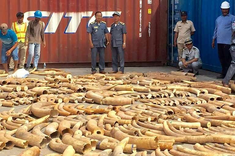 Pictures of the massive haul showed long rows of confiscated tusks spread out on the ground at the port