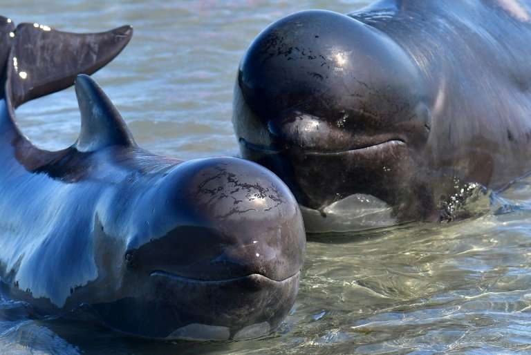 Pilot whales feed primarily on squid and have a distinct, rounded head with a very slight beak