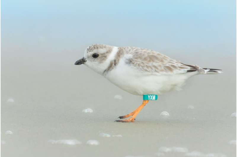Piping plovers want people to get off their lawn