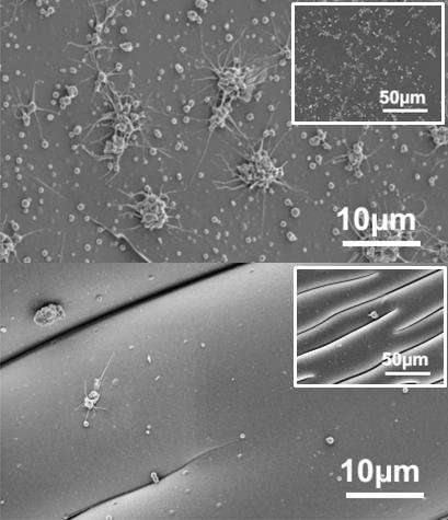 Pitt engineer-clinician team uses 'active wrinkles' to keep synthetic grafts clean