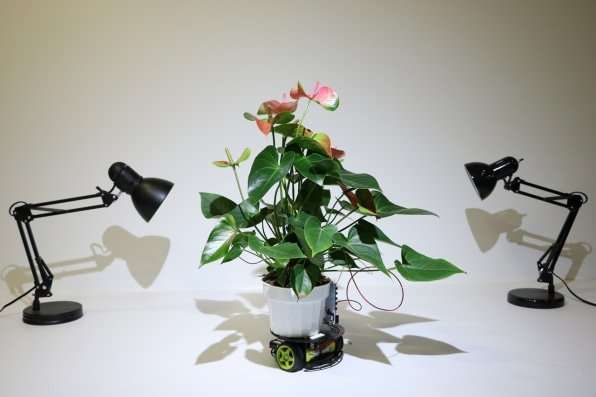 **Plant cyborg able to move itself to a preferred light source