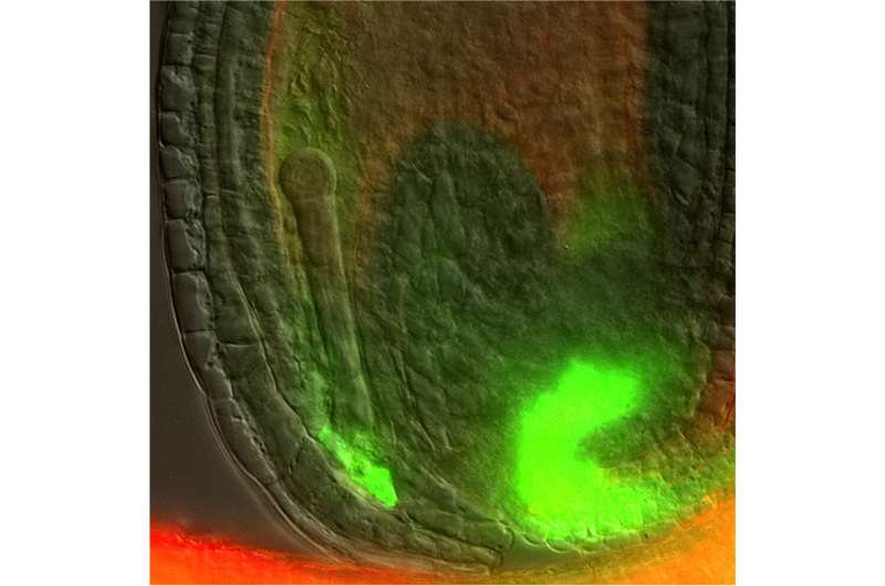 Plant mothers talk to their embryos via the hormone auxin
