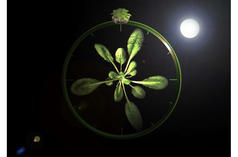 Plants can tell the time using sugars