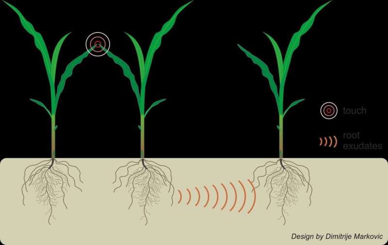 Plants can use underground communication to find out when neighbors are stressed