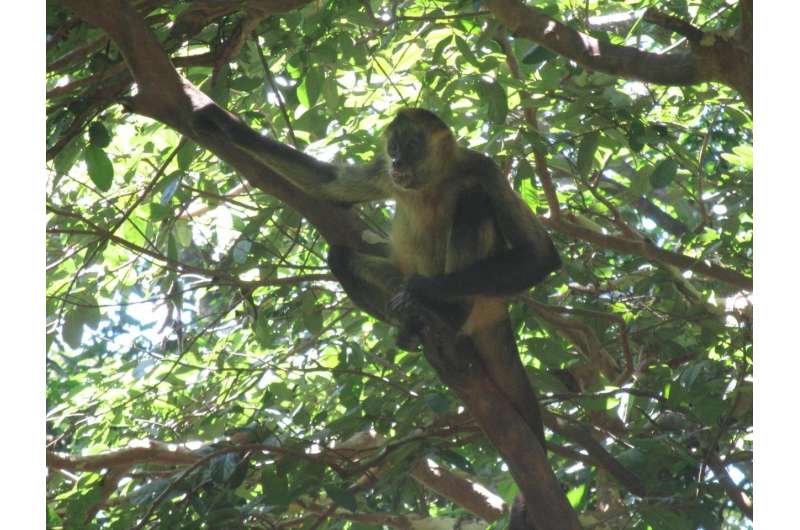 Plants faring worse than monkeys in increasingly patchy forests of Costa Rica