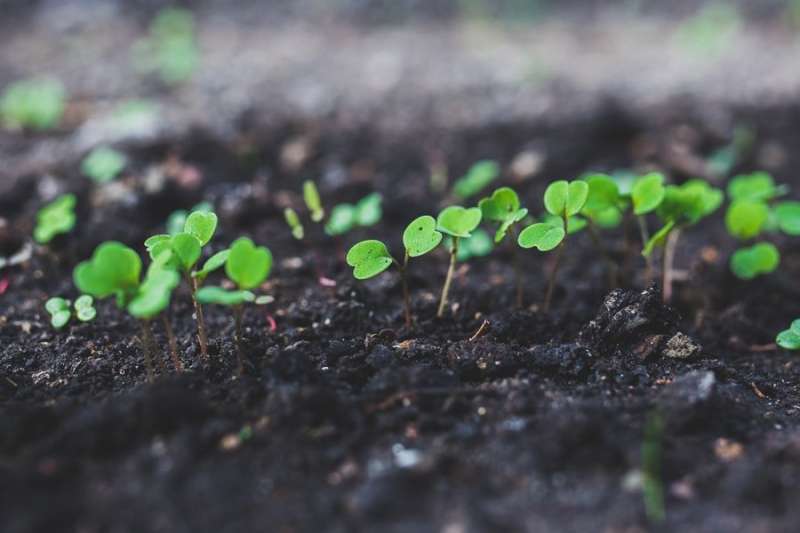 Plants 'hedge their bets' in germination—the route to better crop yields