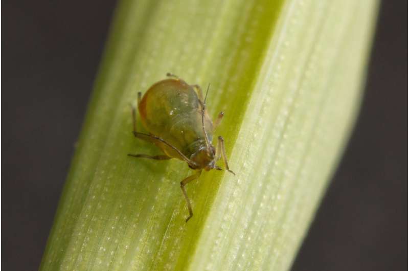 Plant virus alters competition between aphid species