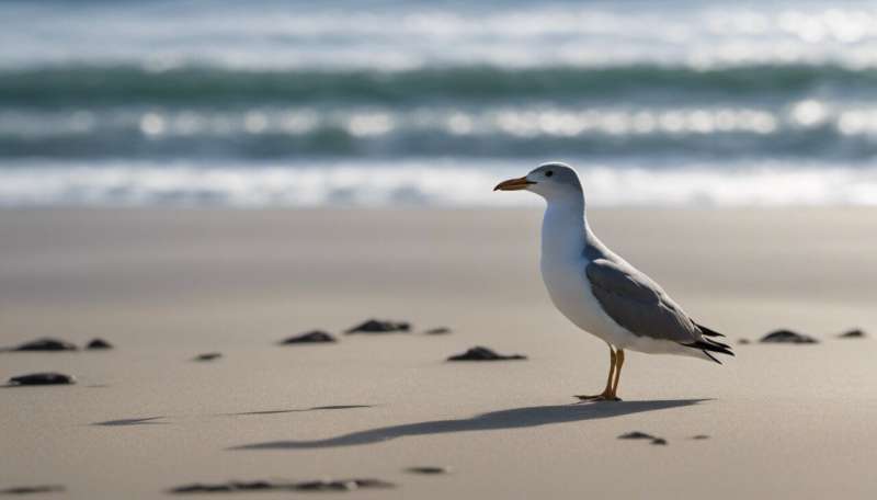 Plastic poses biggest threat to seabirds in New Zealand waters, where more breed than elsewhere