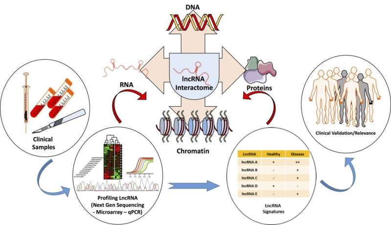 Platforms for investigating lncRNA functions
